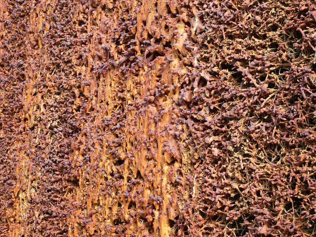 How to Sleep After Tooth Extraction: Tips for Comfortable Recovery 1 Understanding Tooth Extraction Recovery