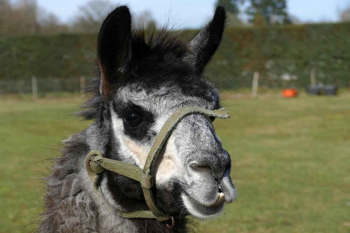 How to Sleep After Tooth Extraction: Tips for Comfortable Recovery 11 Over-the-Counter Sleep Aids