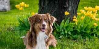 How to Socialize a Dog to Prevent Biting Issues How to Socialize a Dog to Prevent Biting Issues