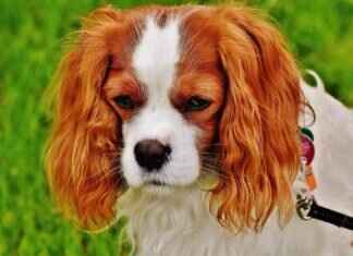 Köpeği Sosyalleştirerek Isırma Sorunlarını Önleme Yöntemleri Köpeği Sosyalleştirerek Isırma Sorunlarını Önleme Yöntemleri