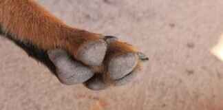 How to Soothe a Bee Sting on a Dog’s Paw How to Soothe a Bee Sting on a Dog’s Paw