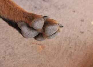 How to Soothe a Bee Sting on a Dog’s Paw How to Soothe a Bee Sting on a Dog’s Paw