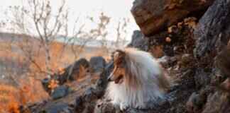 Bir Köpeğin Patisine Arı Sokmasını Nasıl Sakinleştirirsiniz Bir Köpeğin Patisine Arı Sokmasını Nasıl Sakinleştirirsiniz