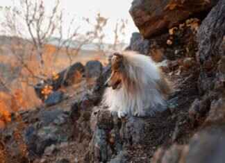 Bir Köpeğin Patisine Arı Sokmasını Nasıl Sakinleştirirsiniz Bir Köpeğin Patisine Arı Sokmasını Nasıl Sakinleştirirsiniz