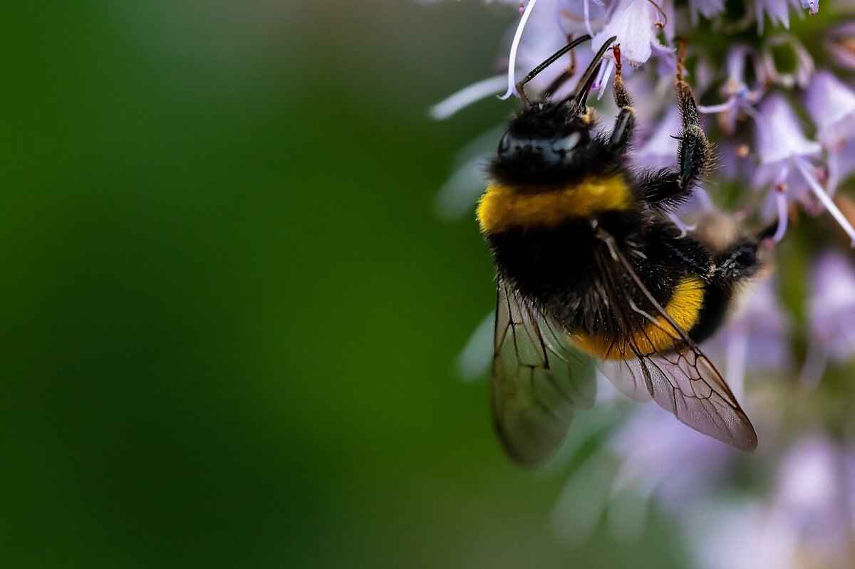 Preventing Future Bee Stings