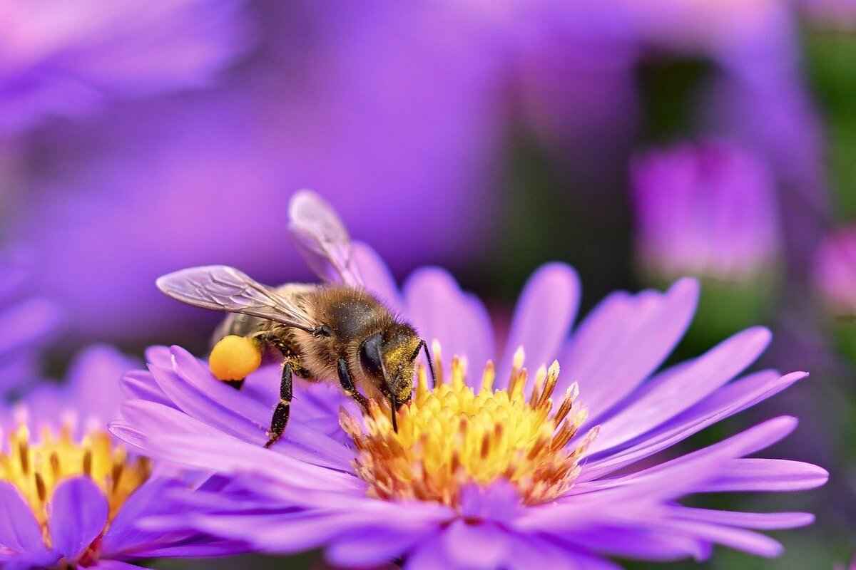 Conclusion: Ensuring Your Dog’s Comfort