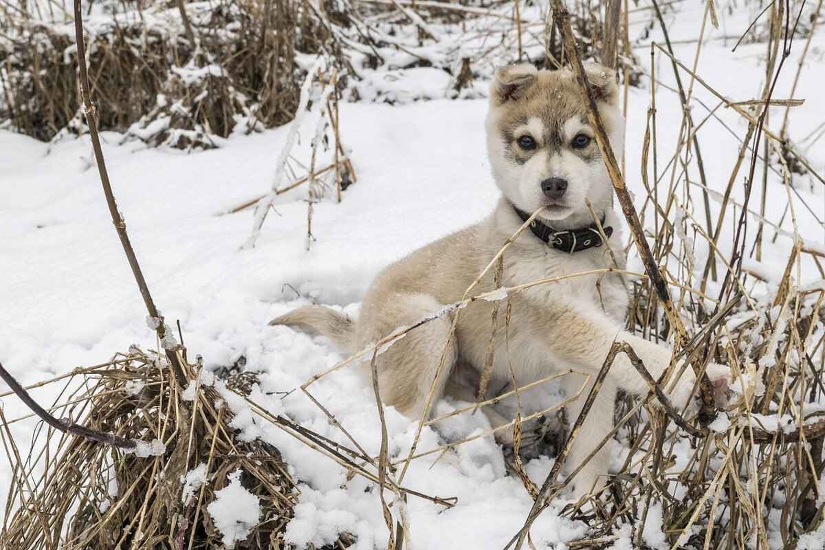 Understanding Daily Devotion