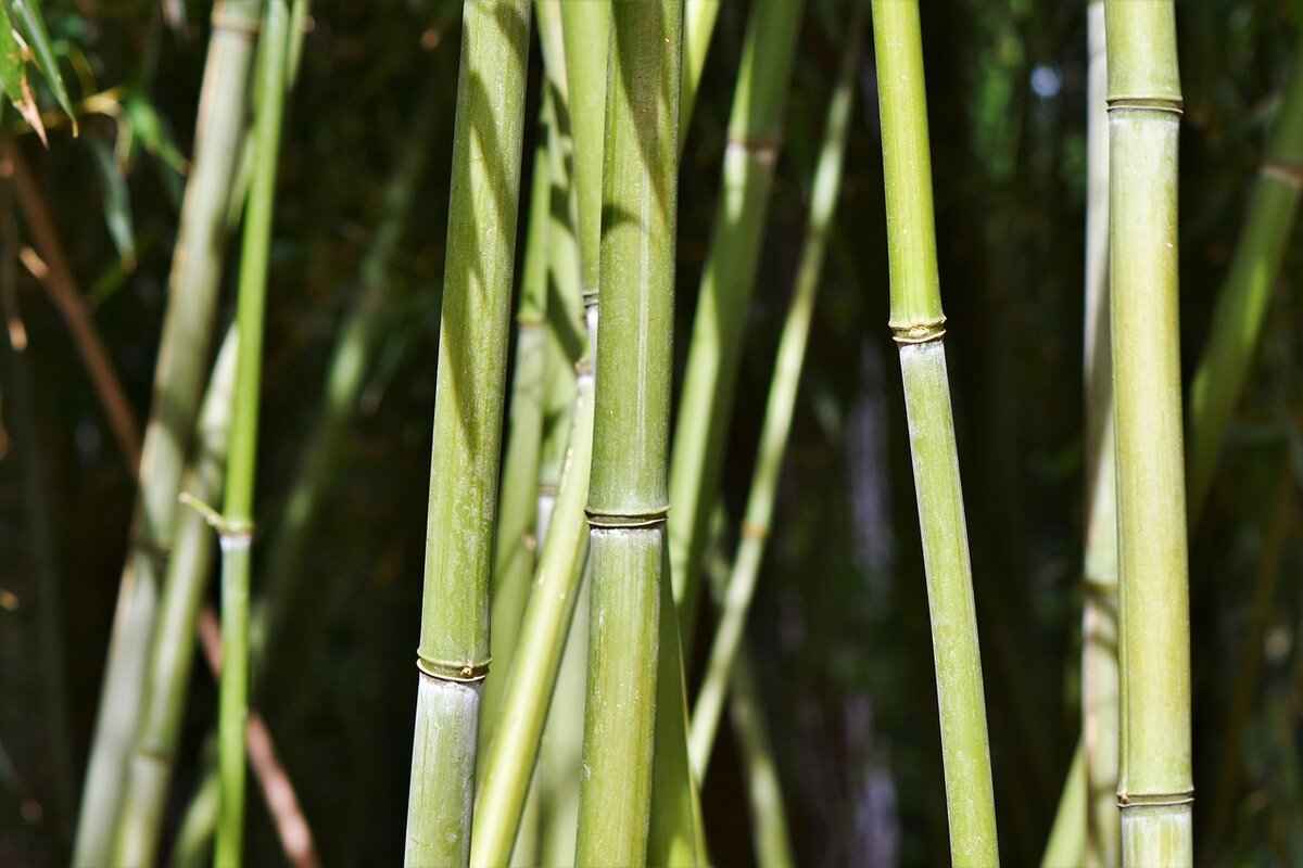 How to Steam Food the Asian Way: A Guide to Bamboo Steamers 1 What Are Bamboo Steamers?