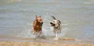 How to Stop a Dog from Biting While Playing How to Stop a Dog from Biting While Playing