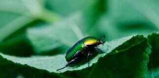 How to Stop Insects from Eating Plant Leaves: Natural Remedies How to Stop Insects from Eating Plant Leaves: Natural Remedies