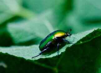 How to Stop Insects from Eating Plant Leaves: Natural Remedies How to Stop Insects from Eating Plant Leaves: Natural Remedies