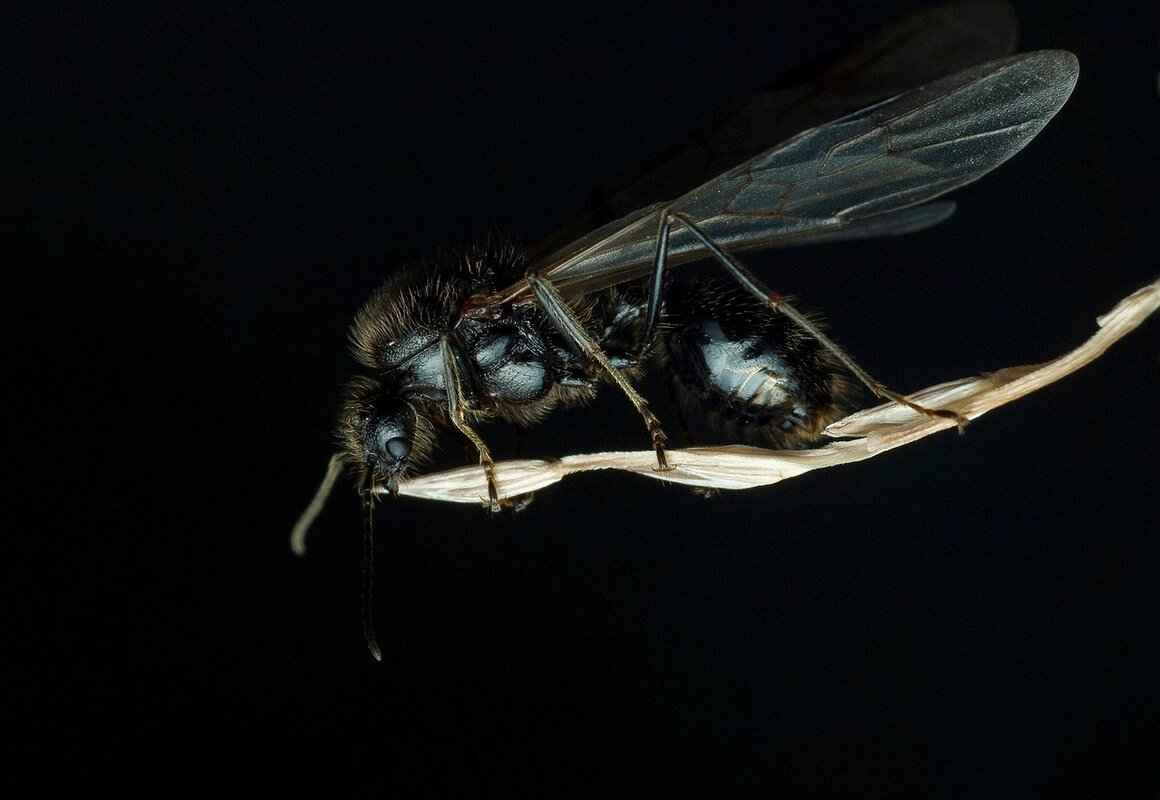 Understanding Common Garden Insects