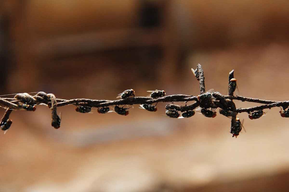 Beneficial Insects: Allies in the Garden