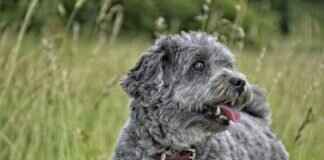 How to Strengthen Old Dog’s Hind Legs: Tips for Better Mobility How to Strengthen Old Dog’s Hind Legs: Tips for Better Mobility