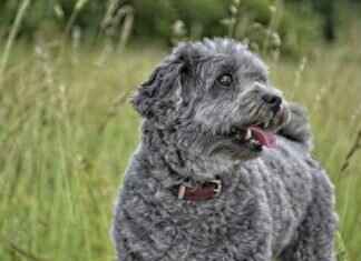 How to Strengthen Old Dog’s Hind Legs: Tips for Better Mobility How to Strengthen Old Dog’s Hind Legs: Tips for Better Mobility