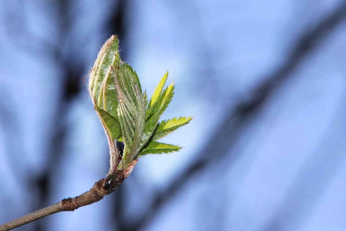 How to Strip Lead-Based Paint: Safe and Effective Methods 4 Effective Stripping Methods for Lead-Based Paint