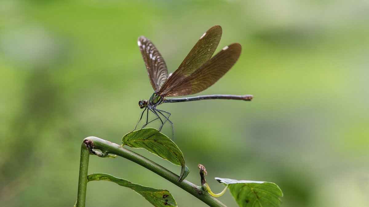 Utilizing Allies for Support