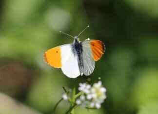 How to Take the Best Selfies & Group Shots with an Action Camera How to Take the Best Selfies & Group Shots with an Action Camera