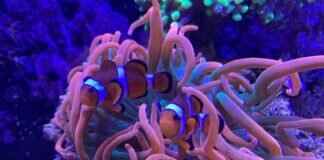 How to Taxidermy a Fish: Step-by-Step Process How to Taxidermy a Fish: Step-by-Step Process