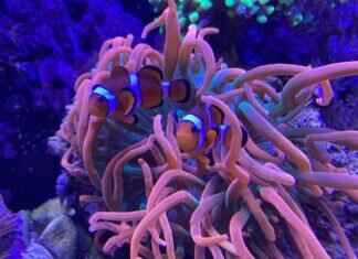 How to Taxidermy a Fish: Step-by-Step Process How to Taxidermy a Fish: Step-by-Step Process