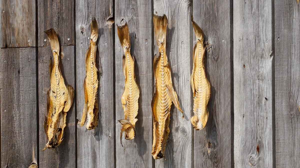 Maintaining Your Taxidermy Fish