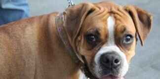 How to Teach a Dog Not to Bite – Effective Training Tips # How to Teach a Dog Not to Bite – Effective Training Tips How to Teach a Dog Not to Bite – Effective Training Tips # How to Teach a Dog Not to Bite – Effective Training Tips