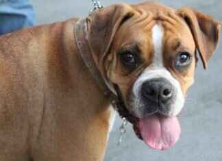 How to Teach a Dog Not to Bite – Effective Training Tips # How to Teach a Dog Not to Bite – Effective Training Tips How to Teach a Dog Not to Bite – Effective Training Tips # How to Teach a Dog Not to Bite – Effective Training Tips