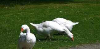 How to Tell When a Page of Homestuck Was Posted How to Tell When a Page of Homestuck Was Posted