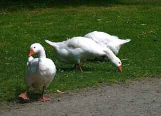 How to Tell When a Page of Homestuck Was Posted How to Tell When a Page of Homestuck Was Posted