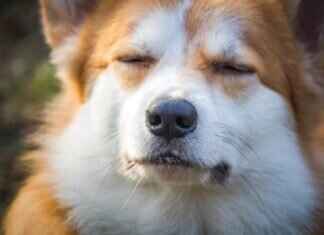 How to Train a Dog Not to Bite – Best Methods for Every Breed How to Train a Dog Not to Bite – Best Methods for Every Breed