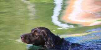 Köpekleri Isırmamayı Öğretmenin Yolları – Her Irk İçin En İyi Yöntemler Köpekleri Isırmamayı Öğretmenin Yolları – Her Irk İçin En İyi Yöntemler