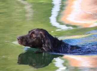 Köpekleri Isırmamayı Öğretmenin Yolları – Her Irk İçin En İyi Yöntemler Köpekleri Isırmamayı Öğretmenin Yolları – Her Irk İçin En İyi Yöntemler