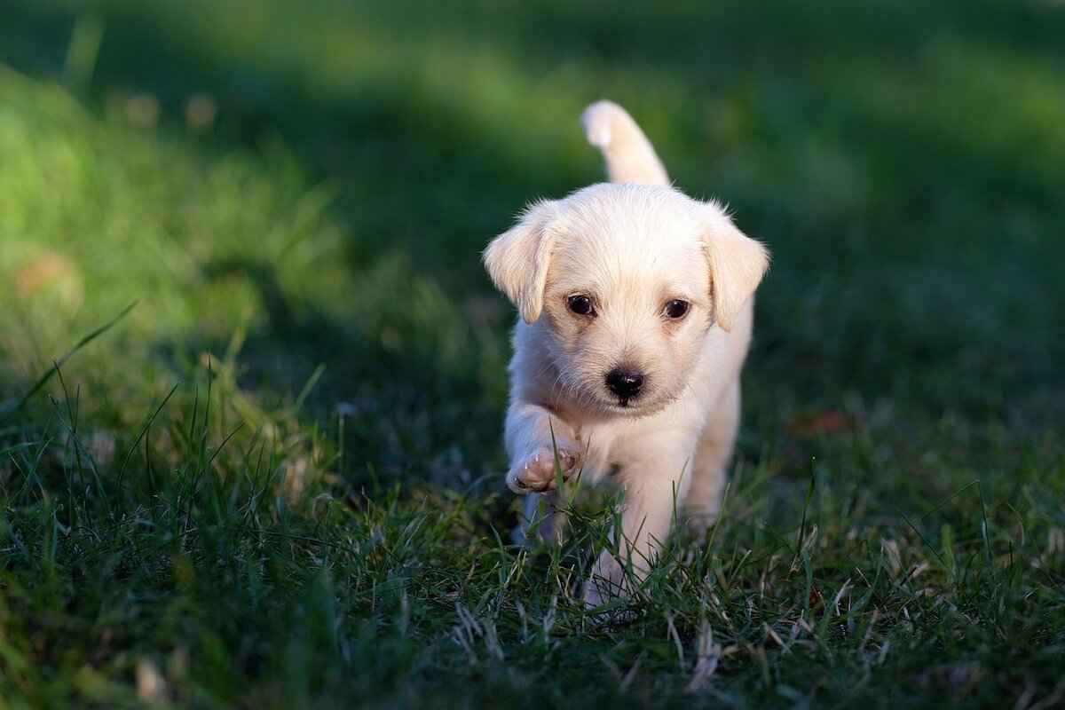 How to Train a Dog Not to Bite – Best Methods for Every Breed 4 Creating a Safe Environment