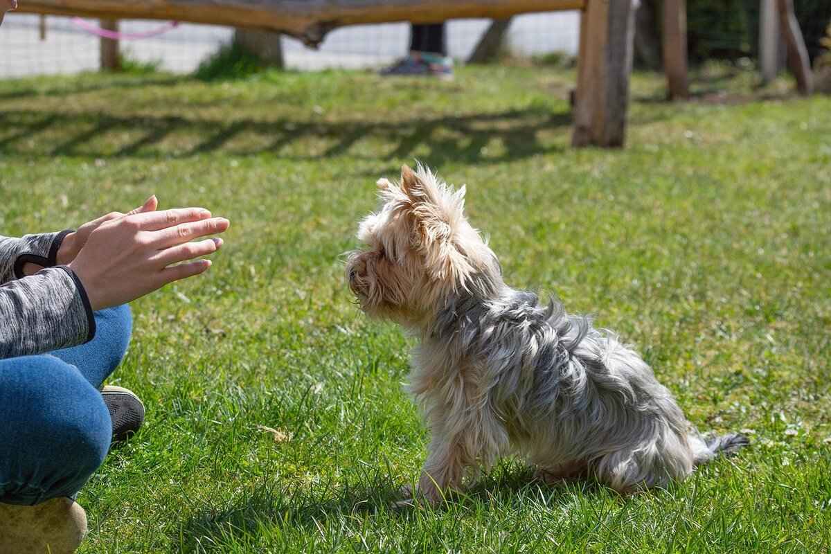 How to Train a Dog Not to Bite – Best Methods for Every Breed 5 Seeking Professional Help