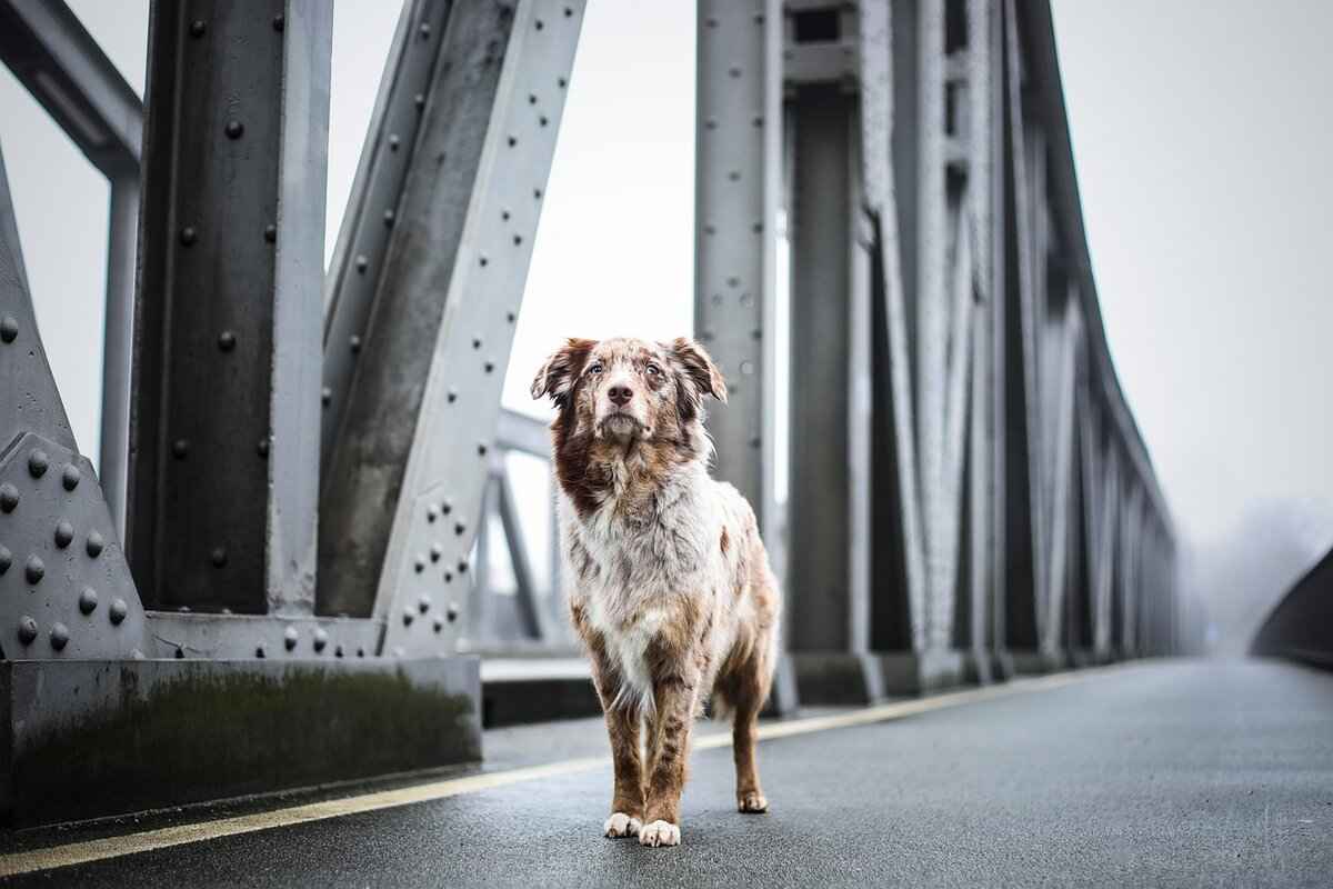 How to Train a Dog Not to Bite – Best Methods for Every Breed 2 Importance of Early Socialization