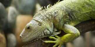 How to Train Your Dragon Coloring Pages: Free Printables & Fun Ideas How to Train Your Dragon Coloring Pages: Free Printables & Fun Ideas