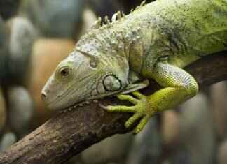 How to Train Your Dragon Coloring Pages: Free Printables & Fun Ideas How to Train Your Dragon Coloring Pages: Free Printables & Fun Ideas