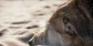 Yılan Isırığına Karşı Köpeklerde İlk Yardım Rehberi Yılan Isırığına Karşı Köpeklerde İlk Yardım Rehberi