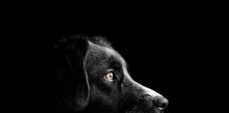 How to Treat an Infected Tick Bite on a Dog How to Treat an Infected Tick Bite on a Dog