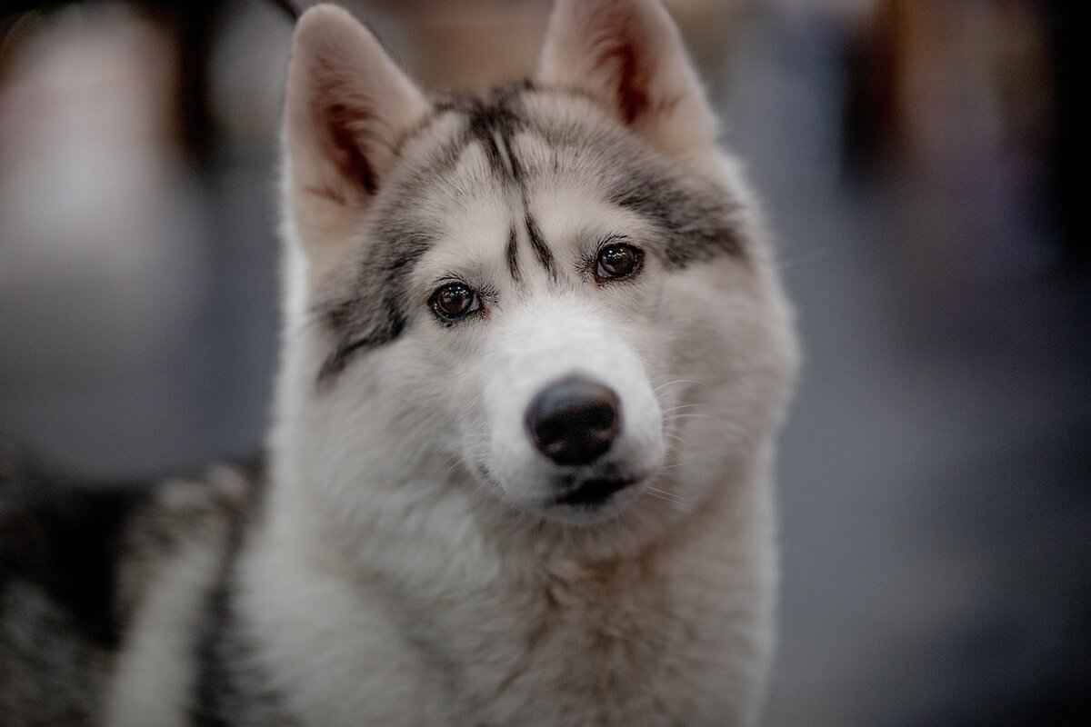 Veterinary Treatment Options