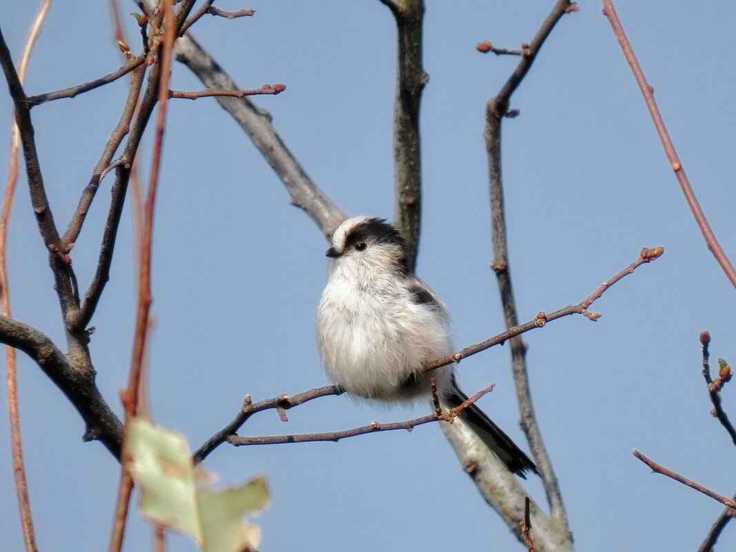 How to Use Morjier255: A Complete User Guide 2 Key Features of Morjier255