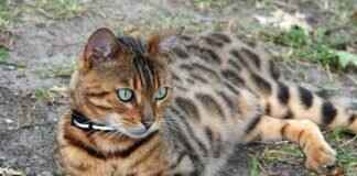 How West Bengal’s Political Parties Are Shaping the State’s Future How West Bengal’s Political Parties Are Shaping the State’s Future