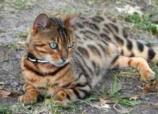 How West Bengal’s Political Parties Are Shaping the State’s Future How West Bengal’s Political Parties Are Shaping the State’s Future