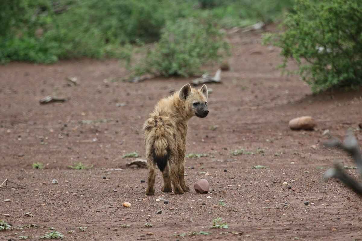 Hyena Skull: Facts & Where to Buy Replica Skulls 4 Where to Buy Quality Replica Hyena Skulls?