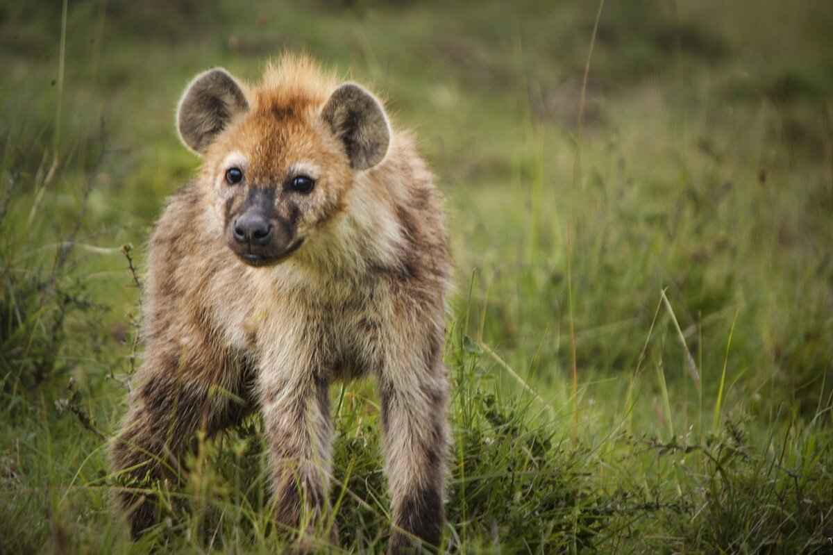 Hyena Skull: Facts & Where to Buy Replica Skulls 3 Why Collect Replica Hyena Skulls?