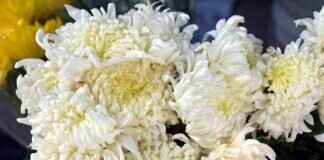 I Was Anastasia: A Historical Fiction Breakdown I Was Anastasia: A Historical Fiction Breakdown