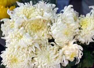 I Was Anastasia: A Historical Fiction Breakdown I Was Anastasia: A Historical Fiction Breakdown