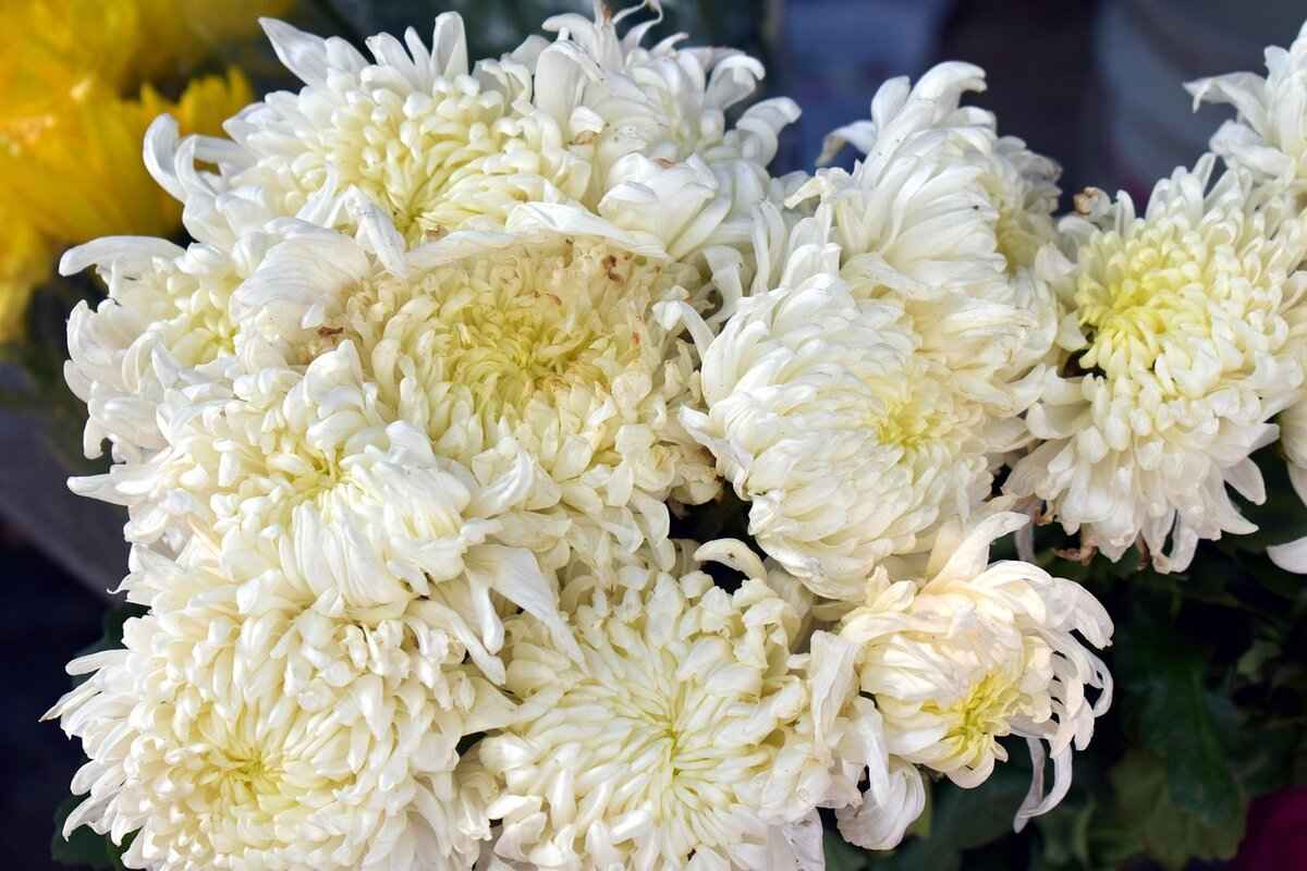 i was anastasia a historical fiction breakdown 12