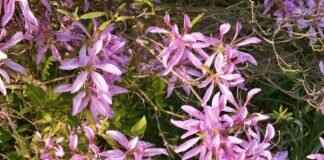 Iggy Azalea – Iggy Azalea’s OnlyFans Debut: How She Made Millions Overnight & OnlyFans Leaks Iggy Azalea – Iggy Azalea’s OnlyFans Debut: How She Made Millions Overnight & OnlyFans Leaks