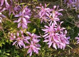 Iggy Azalea – Iggy Azalea’s OnlyFans Debut: How She Made Millions Overnight & OnlyFans Leaks Iggy Azalea – Iggy Azalea’s OnlyFans Debut: How She Made Millions Overnight & OnlyFans Leaks